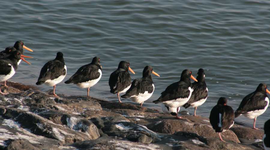 austernfischer am strand
